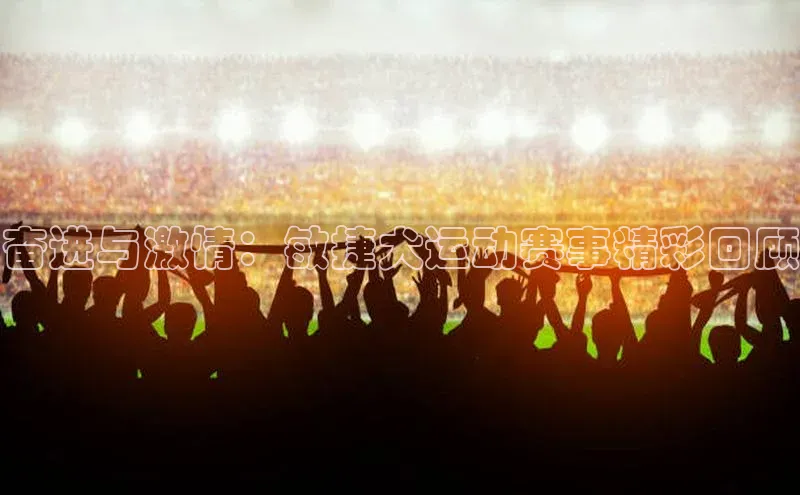 奋进与激情：敏捷犬运动赛事精彩回顾